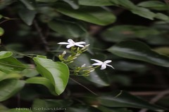 Jasminum flexile var. ovatum